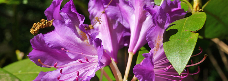 Фиолетовые рододендроны цветение