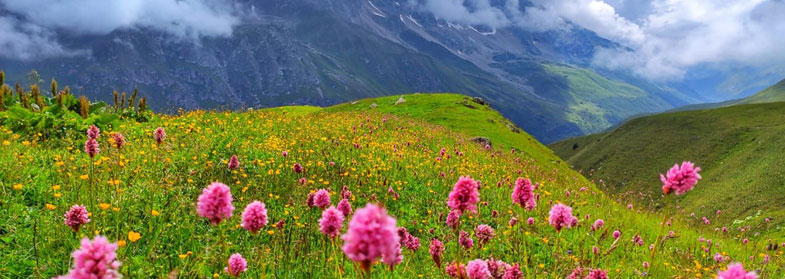 Альпийские луга Осетия Дигория фото
