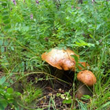 Ягоды и грибы Кавказа