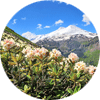 Эльбрус и цветы рододендроны