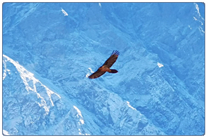 Горы синие орел летит парит фото