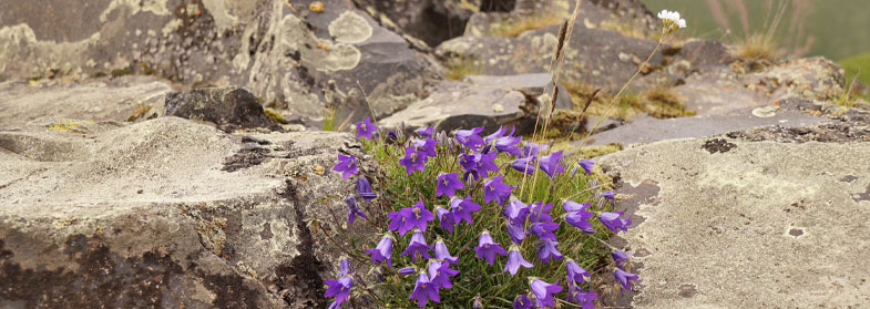 Приэльбрусье цветы фиолетовые