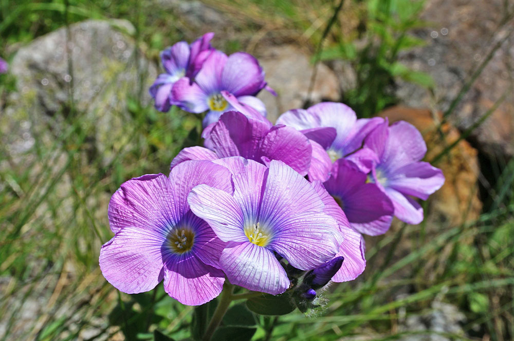 Фиолетовые цветы фото снимок лето