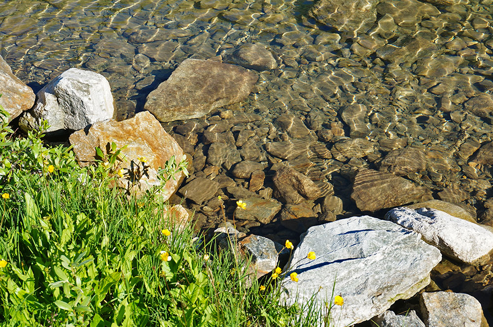 Желтые лютики возле озера