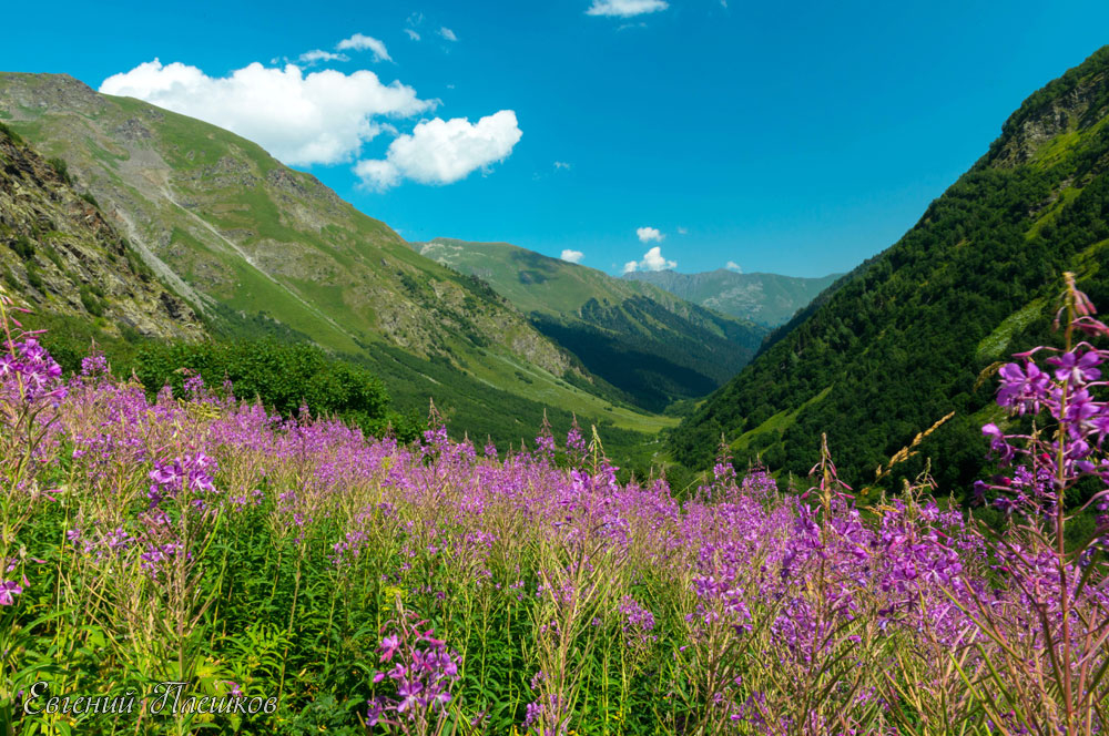 Долина реки Имеретинка цветет Иван-чай