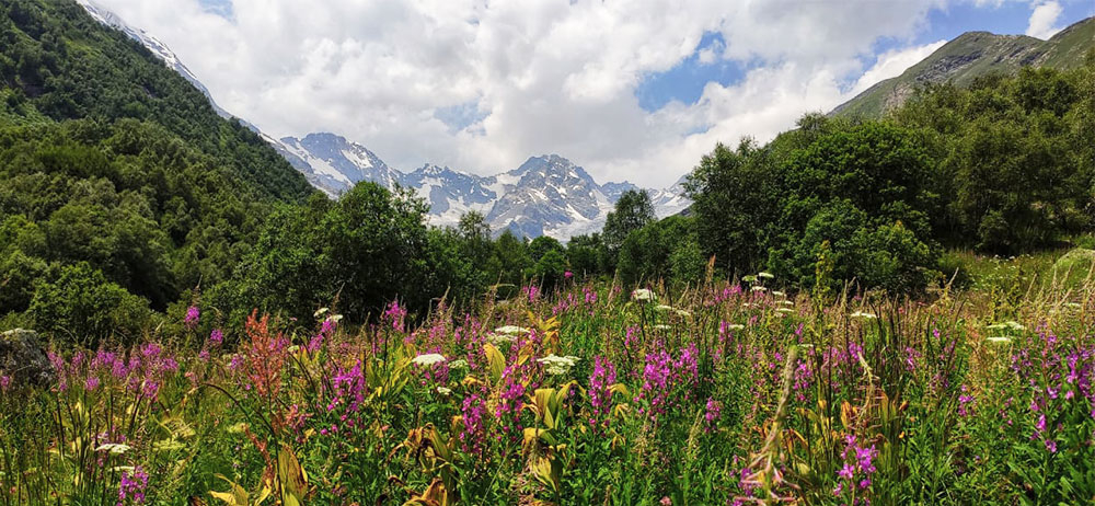 Альпийские луга горы лето Осетия