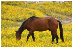 Лошади луг Эльбрус фотография
