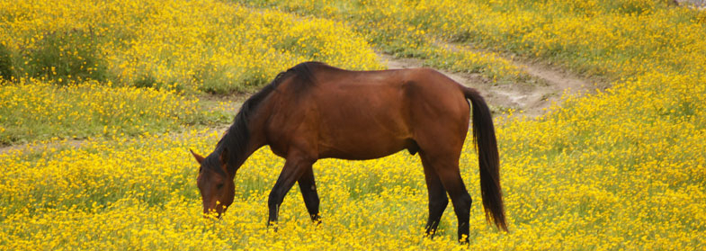 Лошади желтые цветы снимок