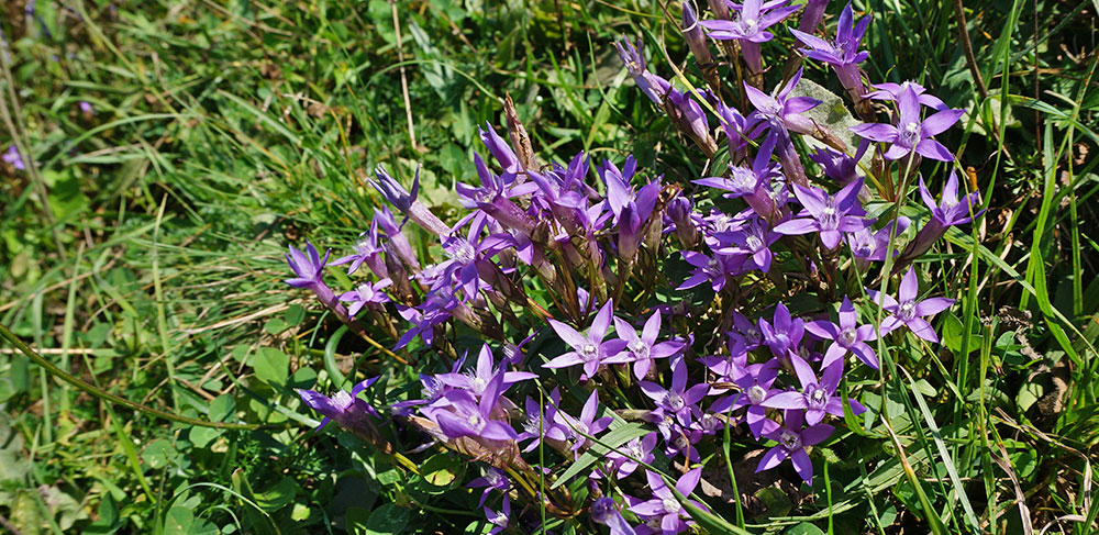 Фиолетовые цветы лето поле