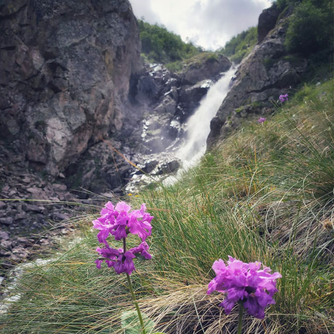 Водопад Койавган цветы