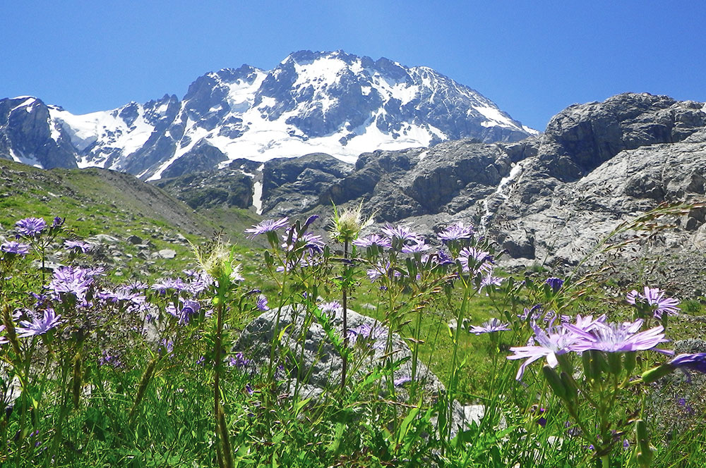 Приэльбрусье гора Уллу-Тау альпийские луга цветы