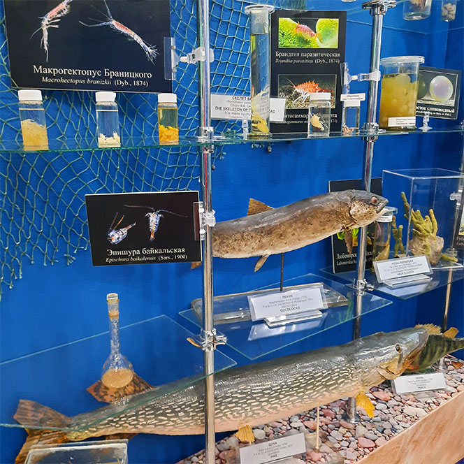 Байкальский музей сухая экспозиция рыбы
