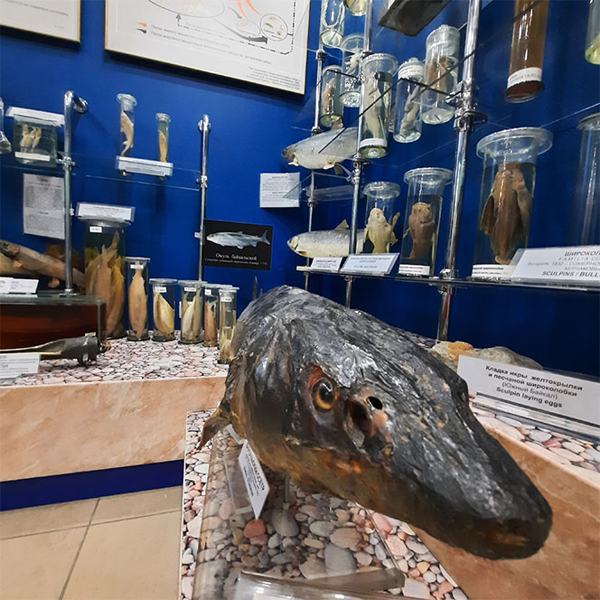 Байкальский музей щука рыба