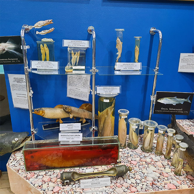 Музей Байкала экспозиция рыбы