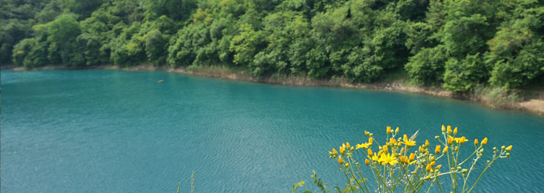 Зеленое озеро цветы желтые