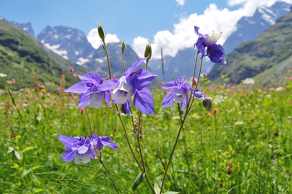 Водосбор цветет голубой Кавказ