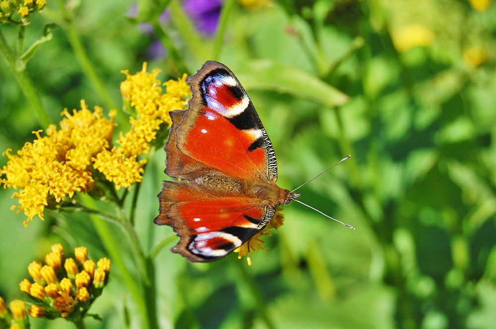 Бабочка красные крылья цветы