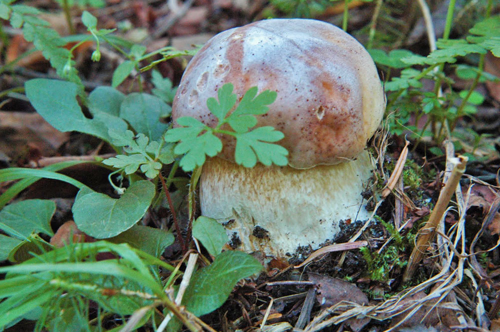 Белый гриб лето лес