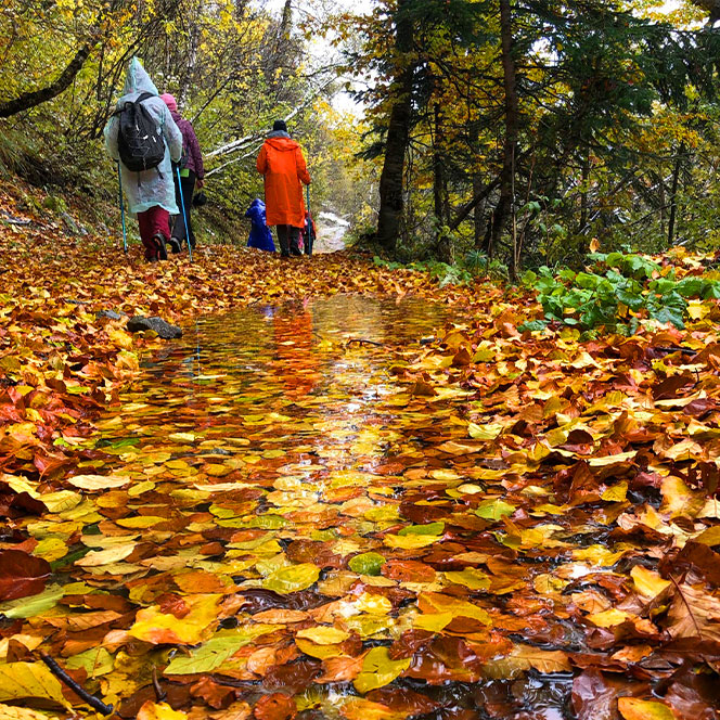 Дорога листва туристы дождевики