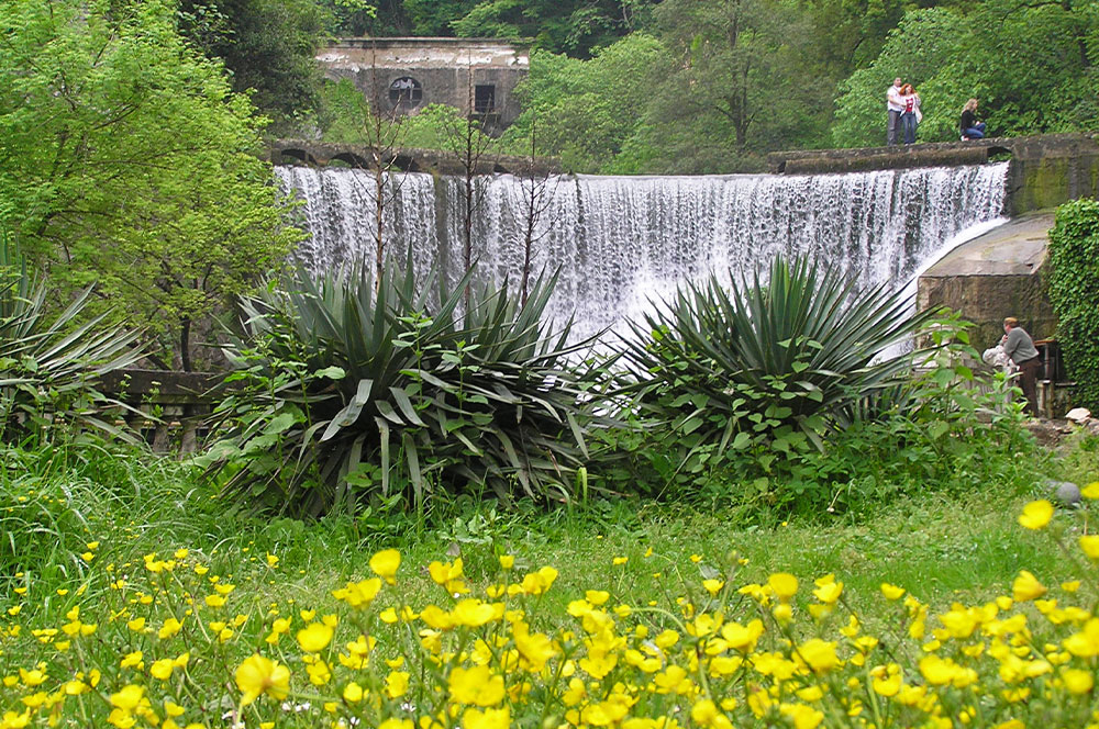 Новоафонский водопад май цветы желтые