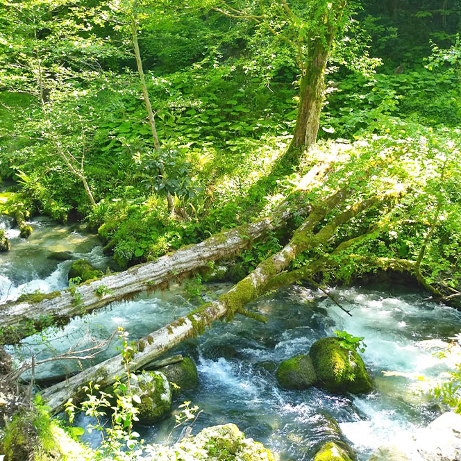 Лето река деревья фото