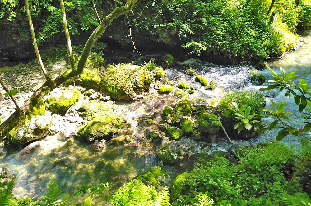 Река мох камни