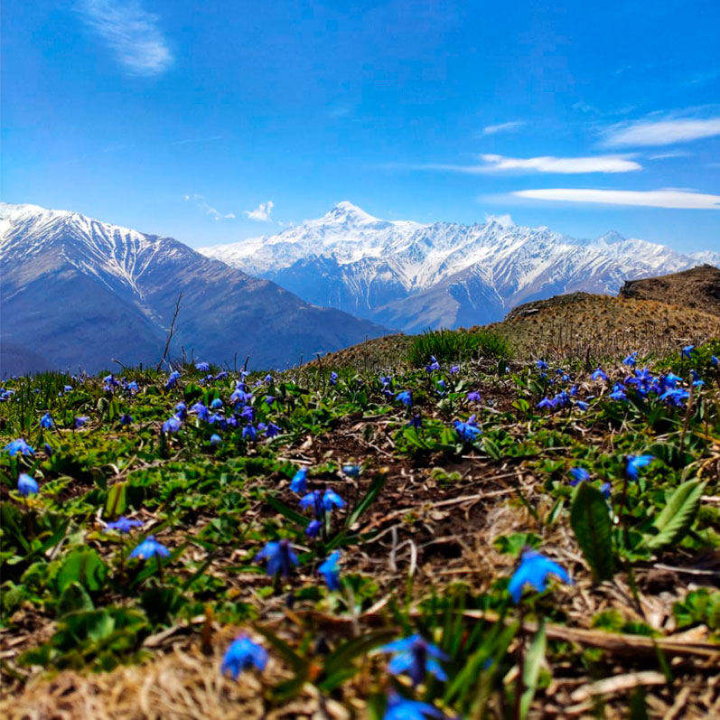Синие цветы подснежники горы