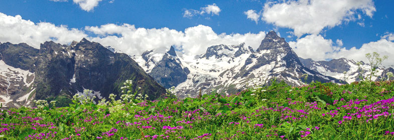 Альпийские луга. Горы Домбая летом