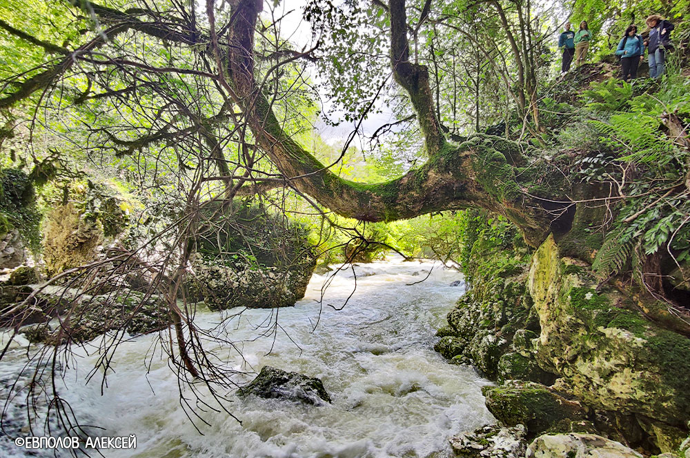 Горная река деревья Абхазия