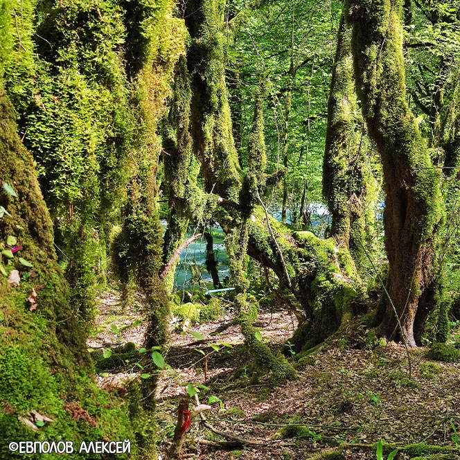Самшит лес Абхазия