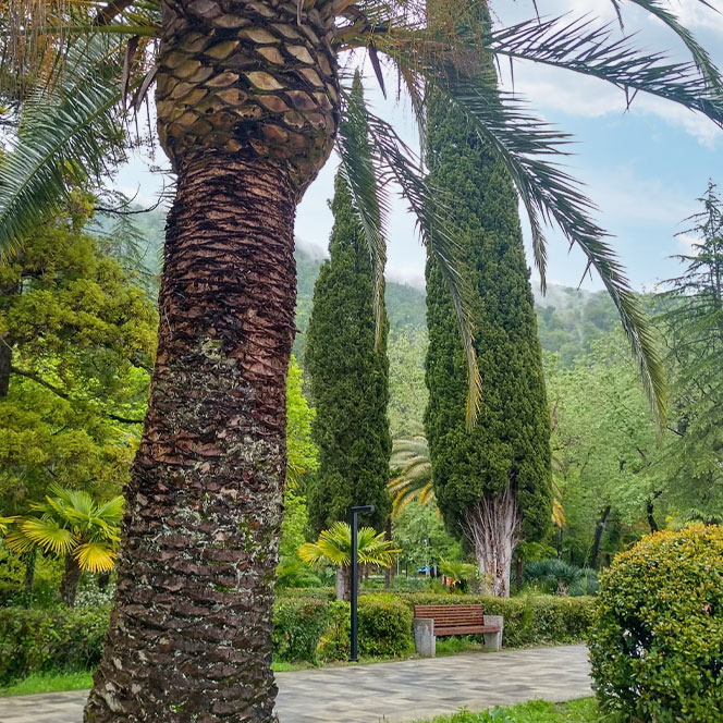Абхазия Приморский парк пальмы фото