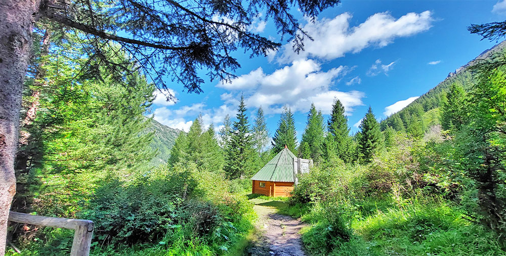 Алтай лес треккинг лето фото