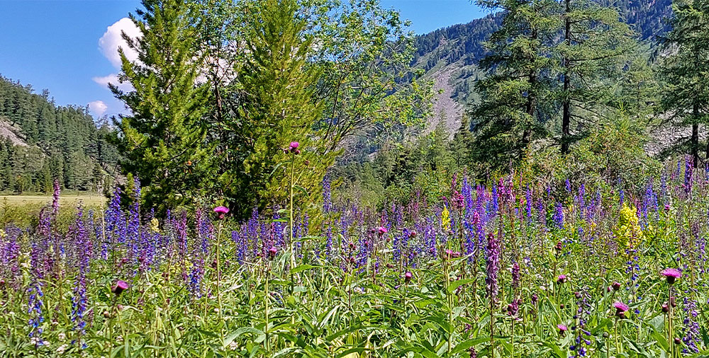 Алтай альпийские луга июль