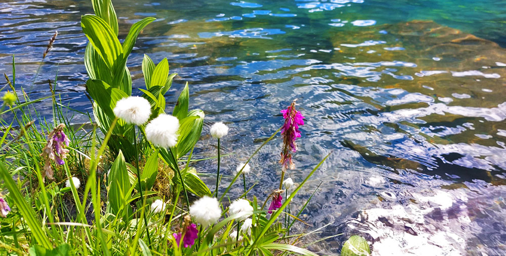 Алтай цветы возле реки