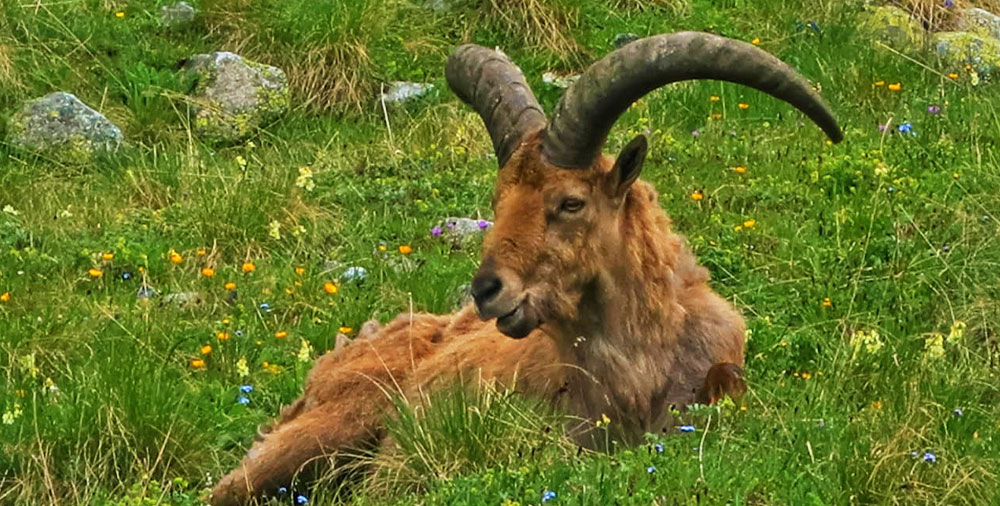 Гордый тур Кавказский тур баран козел фото