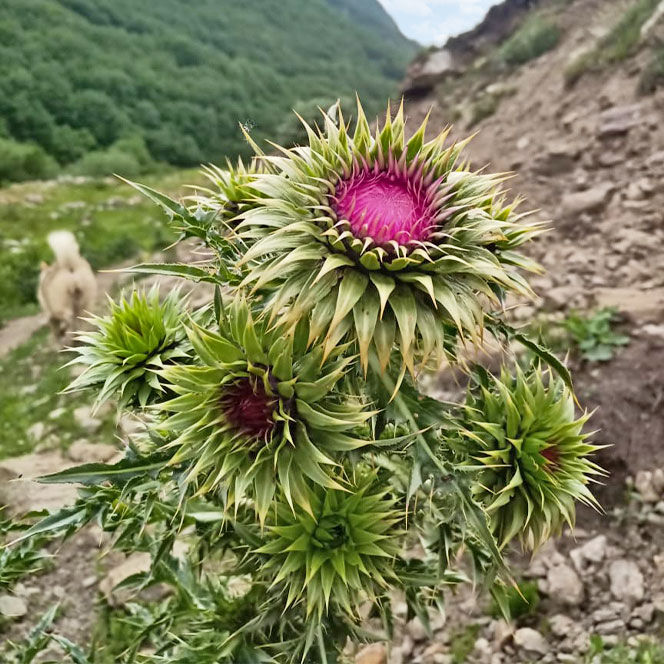 Чертополох - колючий житель ущелья Чертополох фиолетовый фото