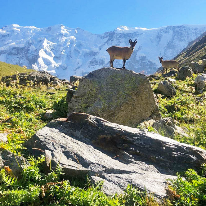 Туры тоже любят любоваться на горы Безенги Северная стена тур