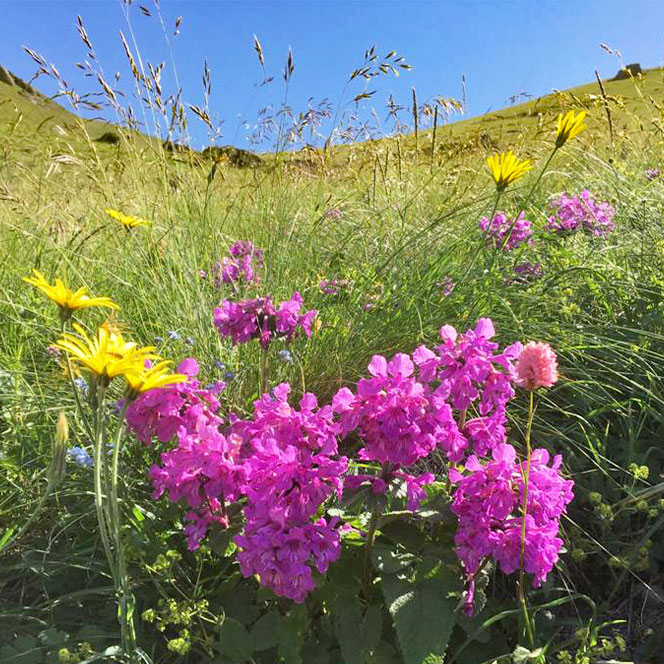Яркие флоксы КБР заповедник цветы флоксы