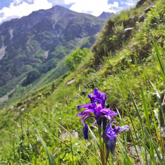 Фиолетовый ирис КБР заповедник цветы ирис фиолетовый
