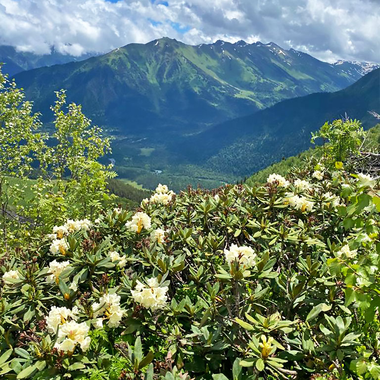 Кавказ Архыз горы рододендроны