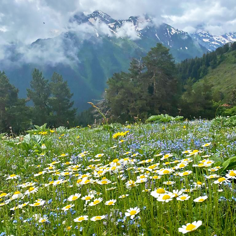 Кавказ Архыз цветы ромашки