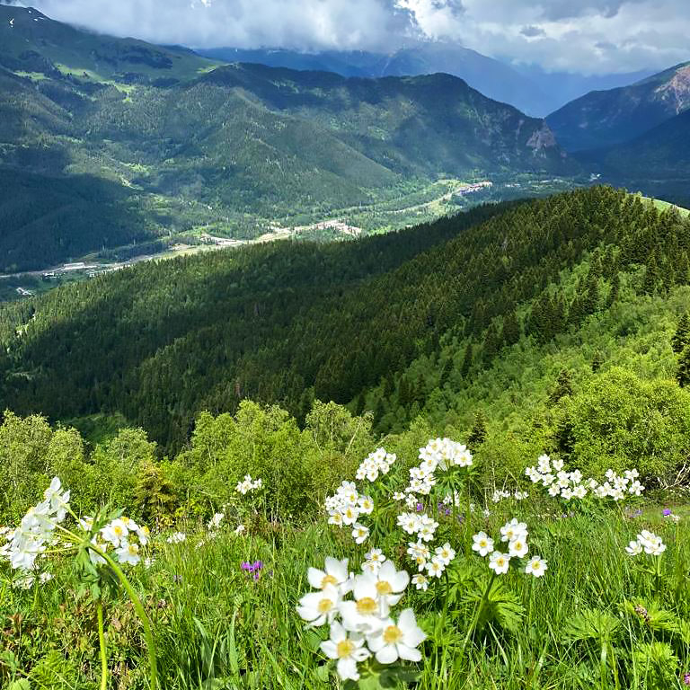 Кавказ Архыз гора Смирнова белая ветреница