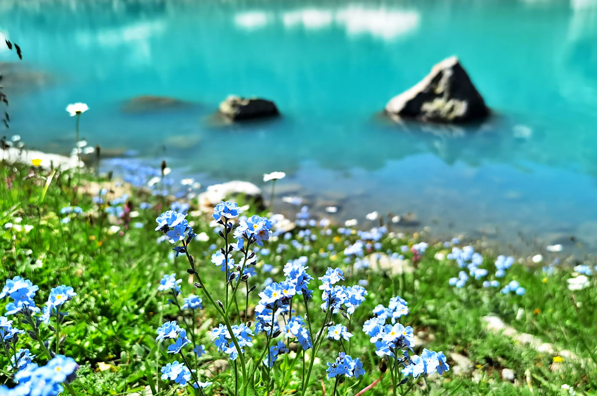 Архыз озеро цветы незабудки