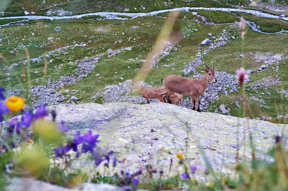 Кавказ Безенги горный тур фото цветы