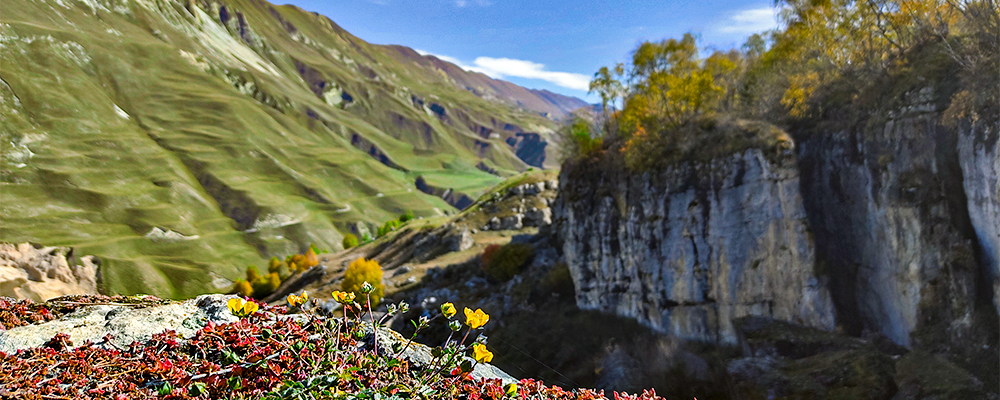 Дагестан горы зеленые цветы