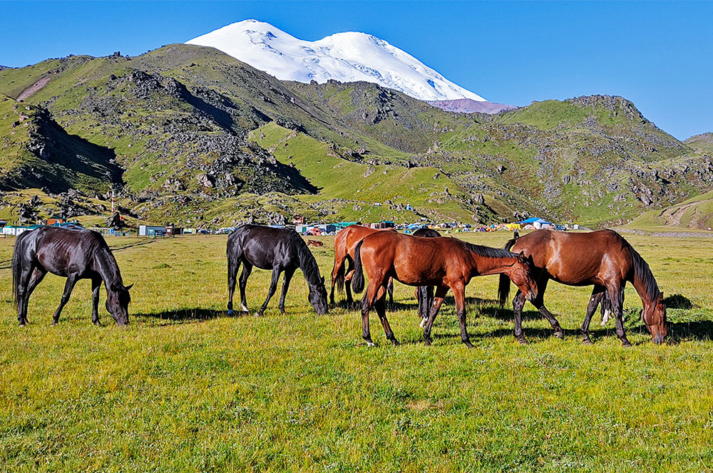 Эльбрус кони лето фото