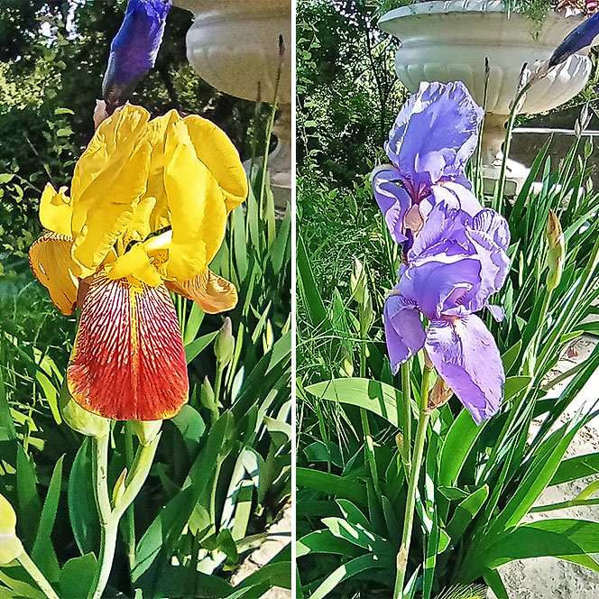 Ирис желтый фиолетовый Кавминводы