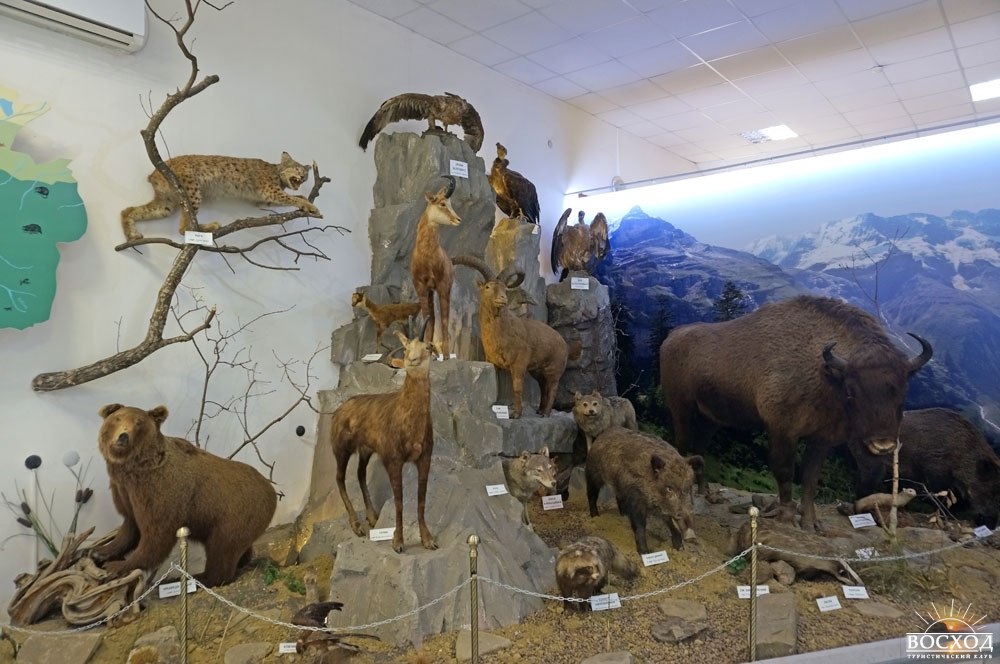 Черкесск. Краеведческий музей. Животные Кавказа