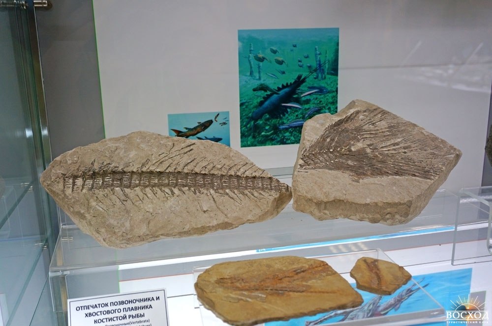 Черкесск. Краеведческий музей. Отпечаток рыбы на камне