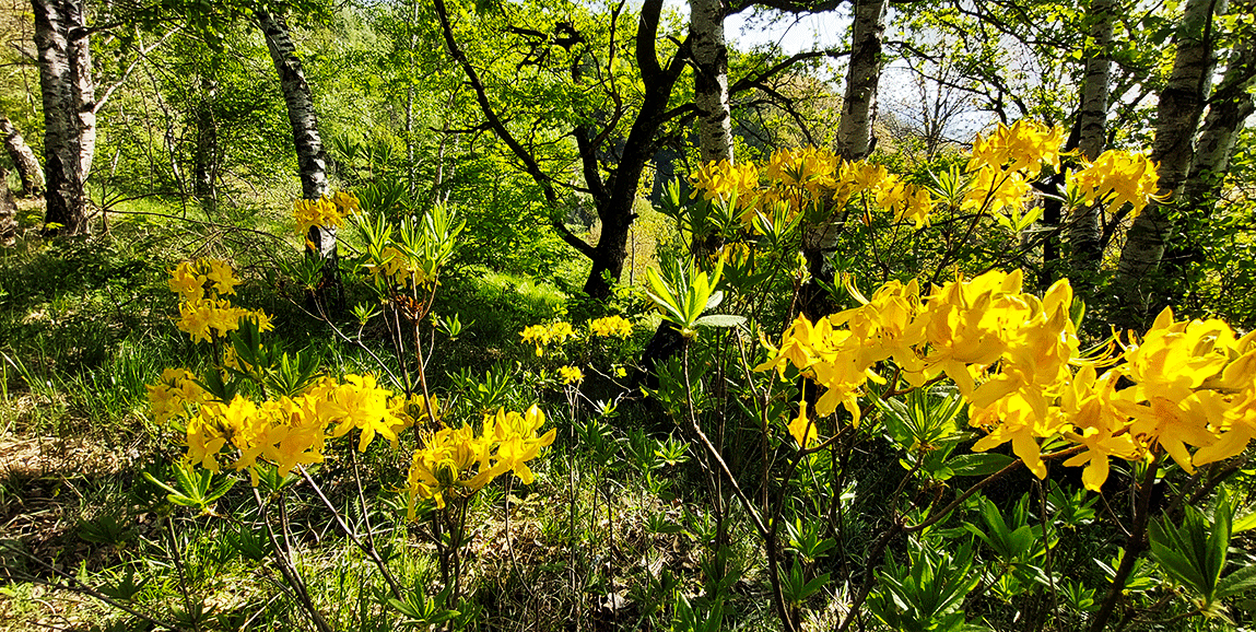 Желтые рододендроны Кисловодск
